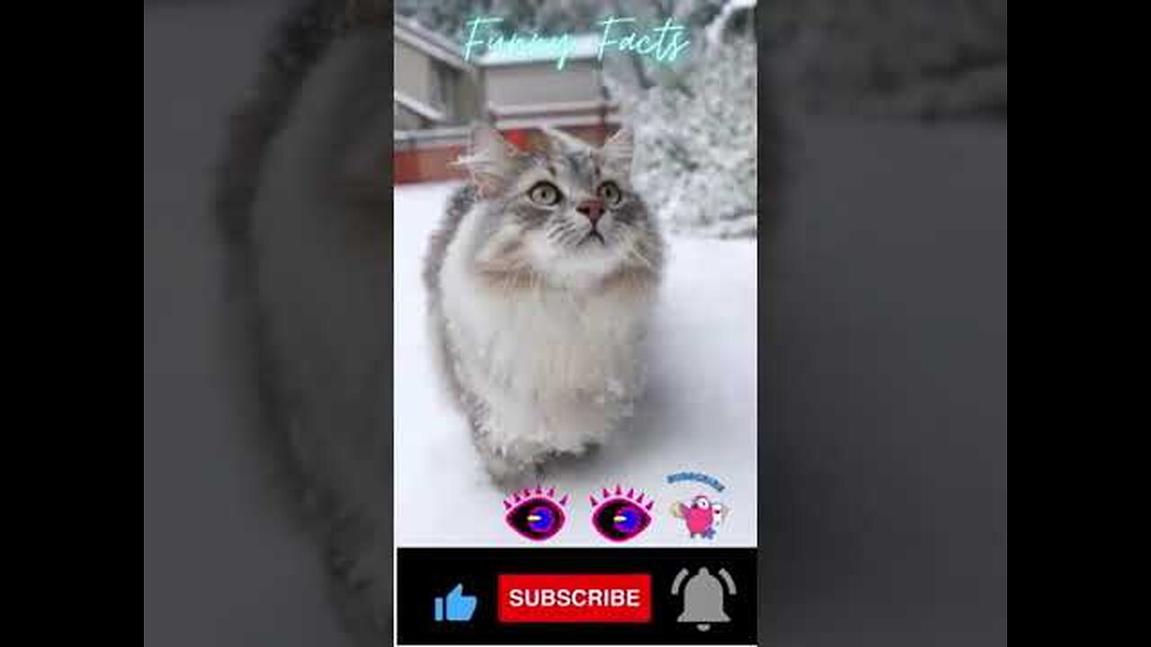 Funny cats Video