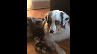 Australian Shepherd Preciously Watches Over Baby Ducks