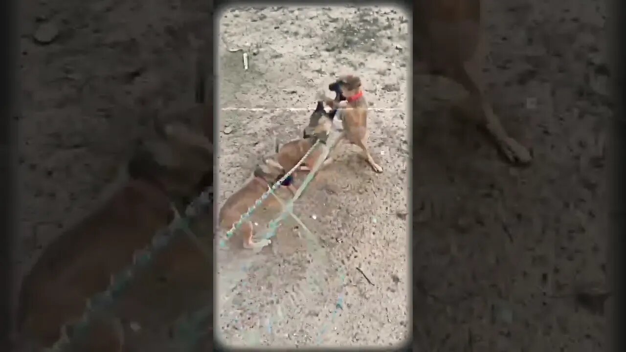 Triple threat puppy fight #shorts #puppy #doglover #dogfight #dogbarking #viral #trending