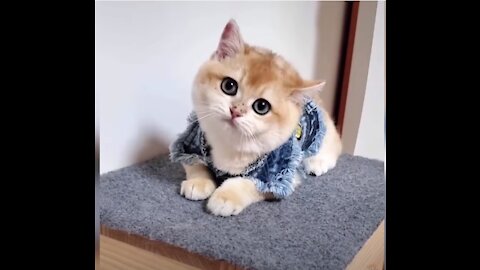 Cute and Funny Baby Cats - Cat Videos Compilation amazing Animals videos of the 2021