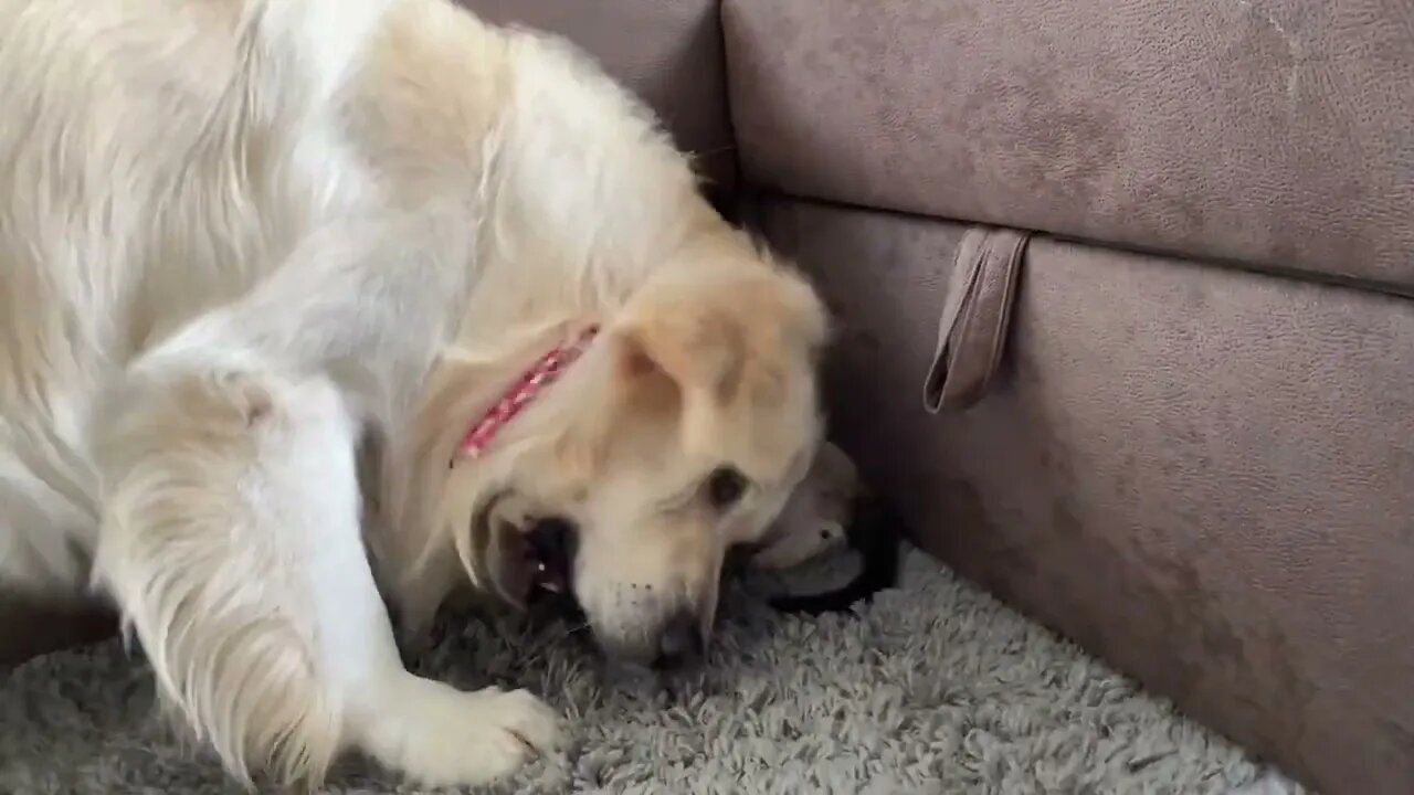 Golden Retriever wants to make friends with a Kitten