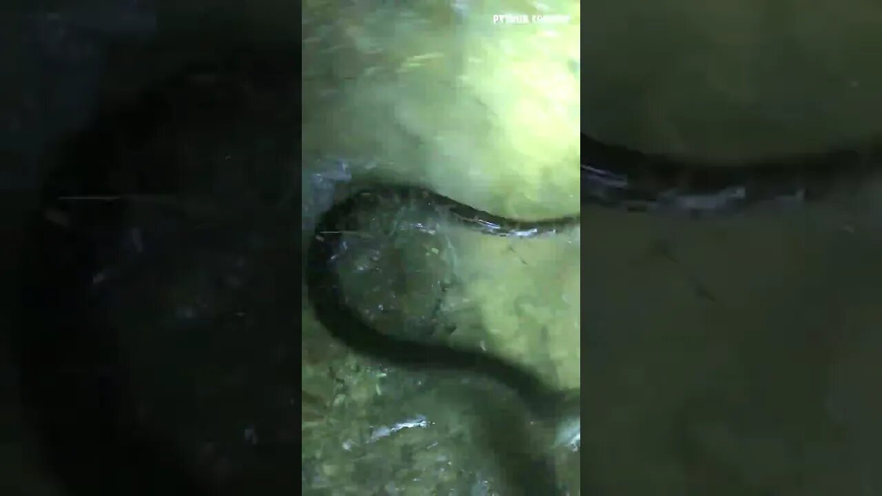 You'd Never Believe How Fast Pythons Are In The Water