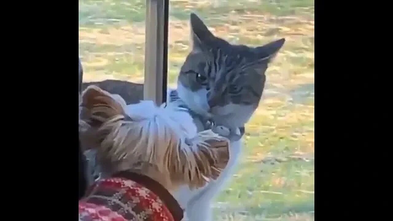 PLAYING CAT VIDEO MEAWWW