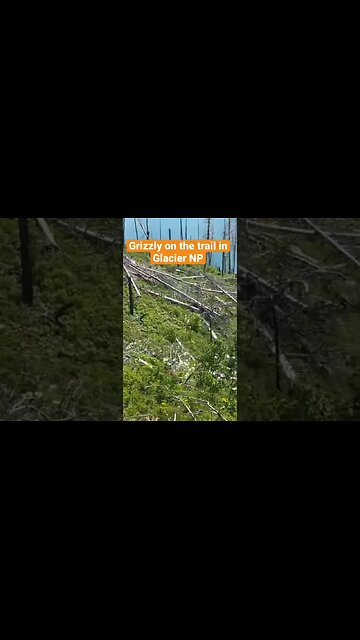 We had to walk past this grizzly on the trail during our hike. It was tense 😂