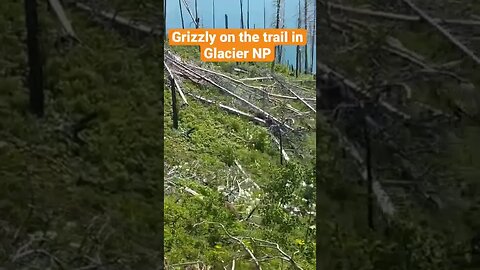 We had to walk past this grizzly on the trail during our hike. It was tense 😂