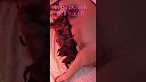 New born puppies nursing. LonelyCreek bullmastiff