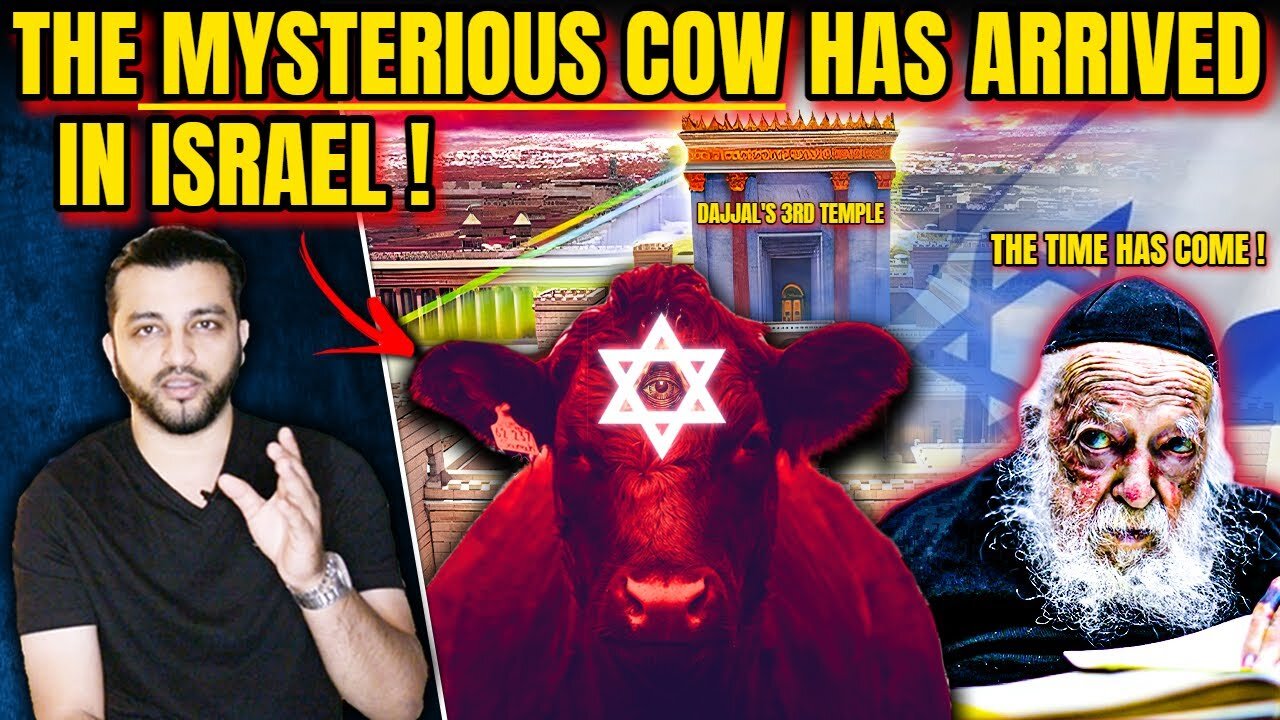 THE MYSTERIOUS RED COW ARRIVED IN ISRAEL! HAS THE TIME COME