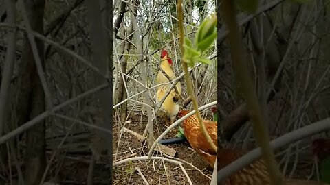 Responding to the neighbor's rooster 🤣 #rooster #chickens #freerange #farmanimals #homesteading