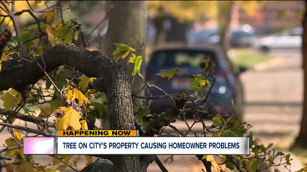 Tree damage costs Cleveland homeowner thousands, despite removal request