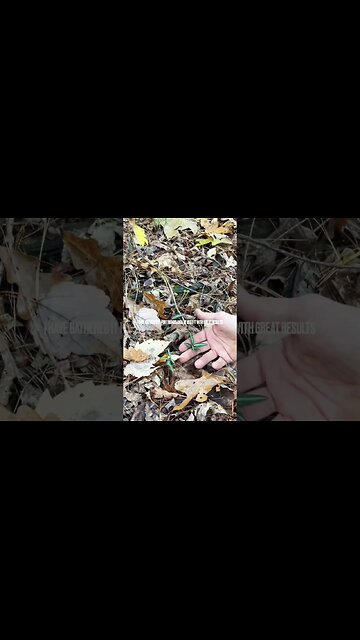 FREE Food and Sources To Stockpile