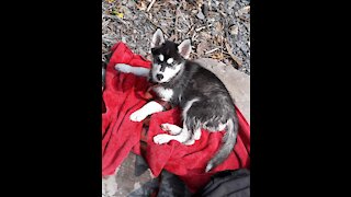 2 Farm Dogs at the lake...