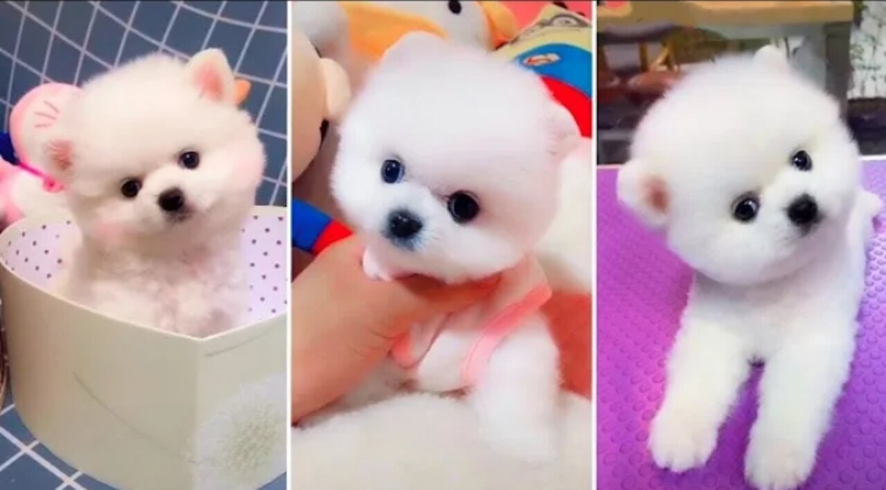 Most Famous Pomeranian TikTok Compilation 2022