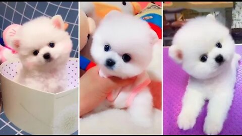 Most Famous Pomeranian TikTok Compilation 2022