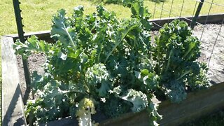 BACK YARD GARDEN (April Tour)