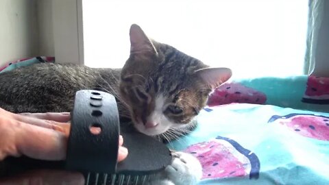 Kitten Wonders about the Deshedding Glove