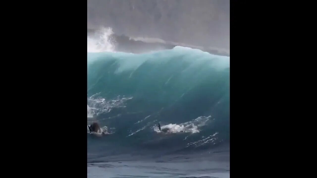 Sealions surfing giant waves