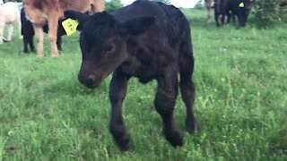 Playful calf bounces with joy when her friend visits and pets her