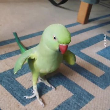 Talking parrot plays cute game with owner