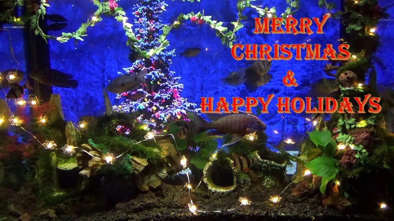 1 hour Christmas Music Aquarium