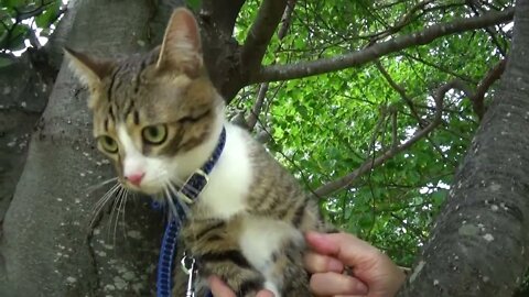 Cute Kitten Has Climbed a Tree for the First Time