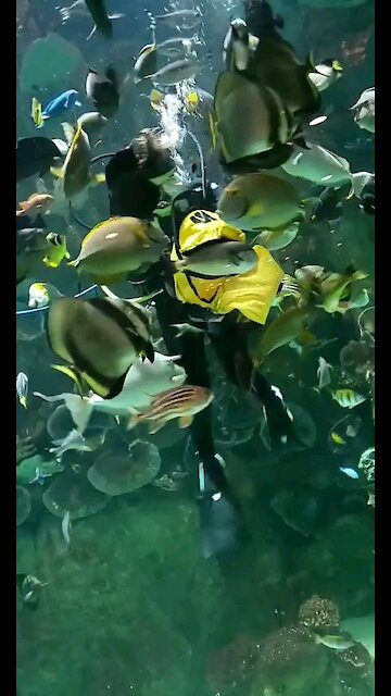 Swimming and hand feeding tornado of fish