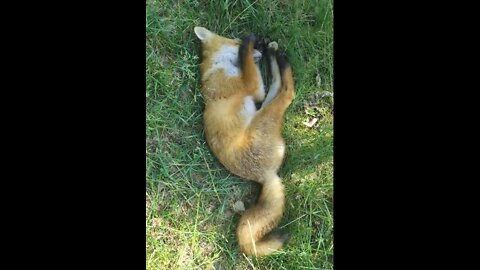 PETTING a Sleeping WILD FOX