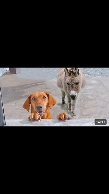 Why these dogs are fighting | Funniest dog clip