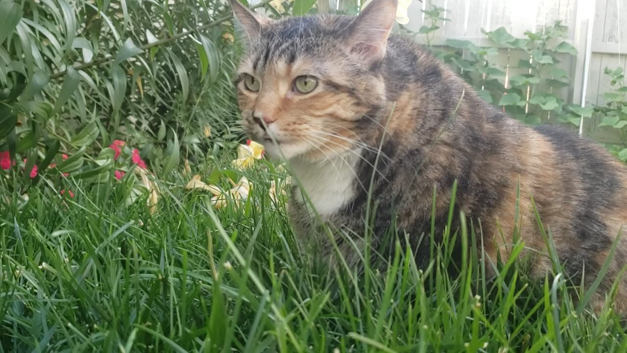 Cat's Obsession with Grass 😻😽🐈🐈‍⬛😺