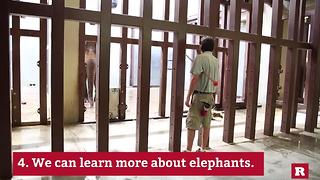 Why we keep elephants in the Zoo | Rare Animals