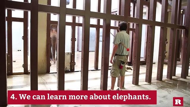 Why we keep elephants in the Zoo | Rare Animals