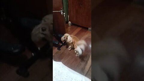 #dogshiw , #animals , #dogs , #shorts