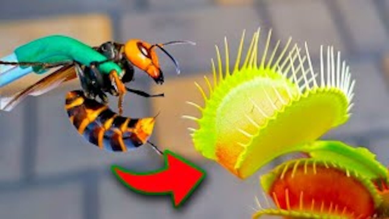 It's Amazing How A Carnivorous Plant Devours a Wasp!!