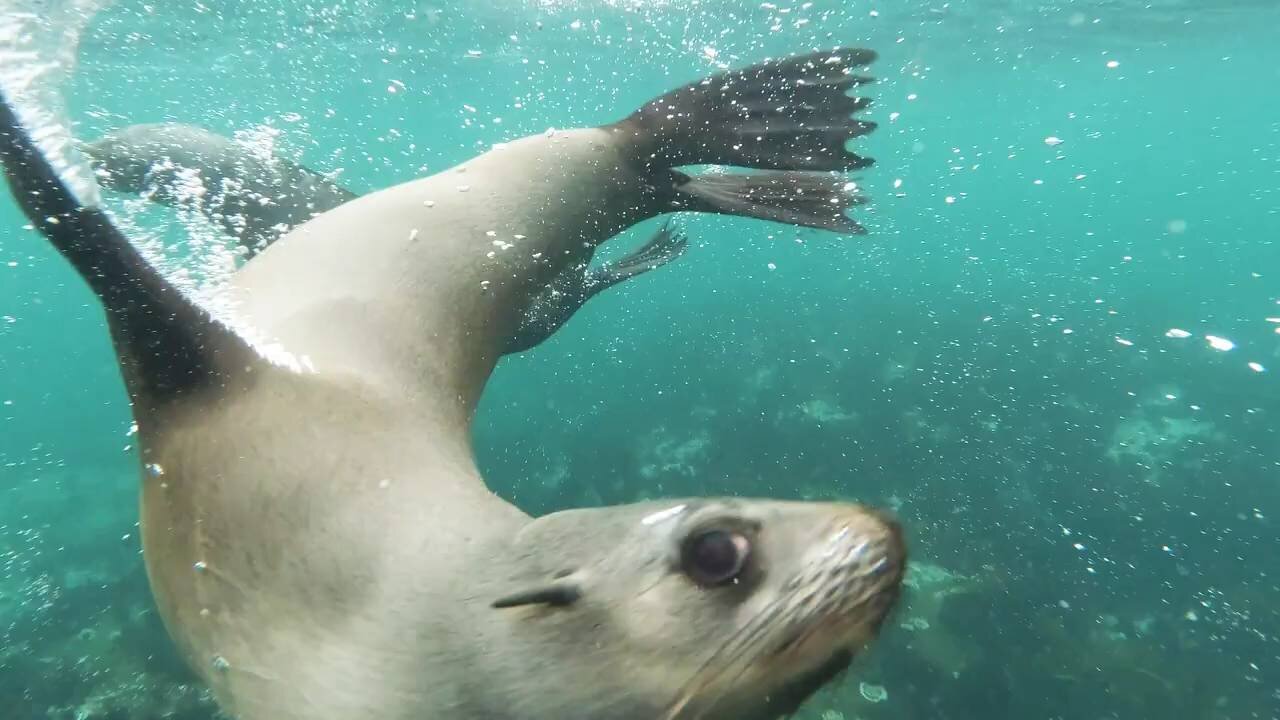 Sea Lions Video