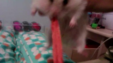 "Hamster Pulls Out Woman's Pajama Belt Ribbon"