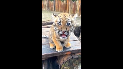 Who am i? #cutecat #cutebigcat #cutetiger #cutepet