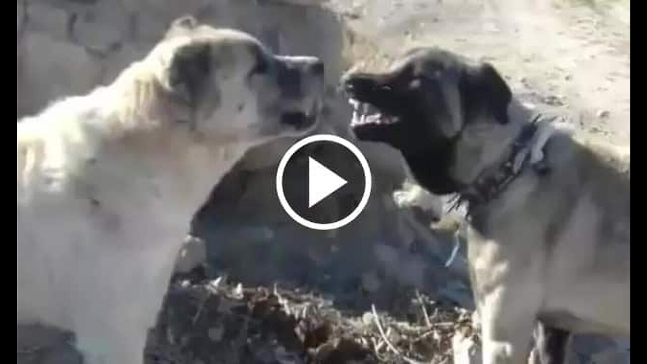 Kangal Shepherd Dogs Sound Vs