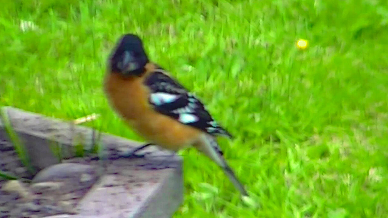 IECV NV #581 - 👀 Black Headed Grosbeak 5-17-2018