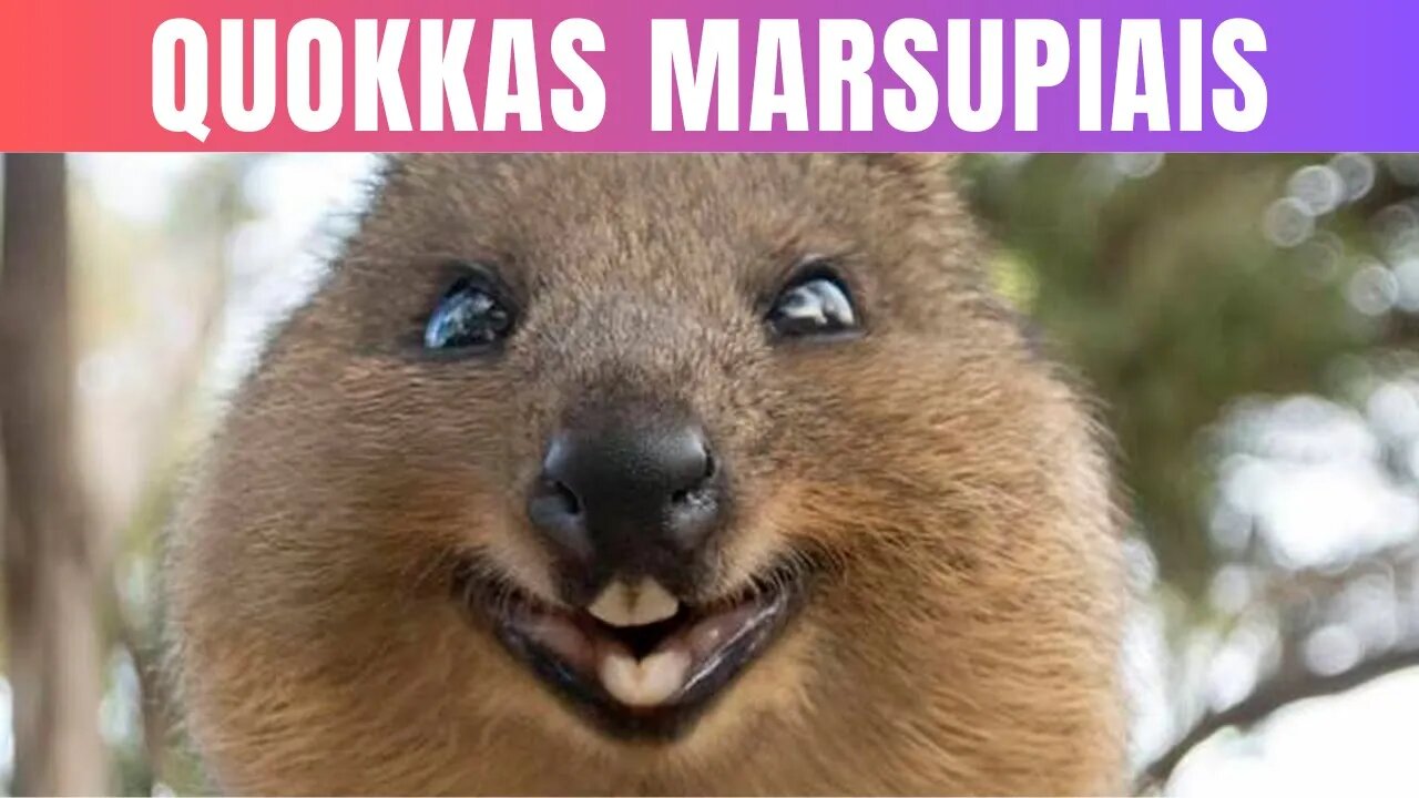 Conheça o Quokka O animal mais amigável e simpático da Austrália!