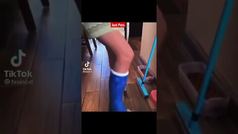 Cute cat Acting funny #shorts funny animal Tiktok videos