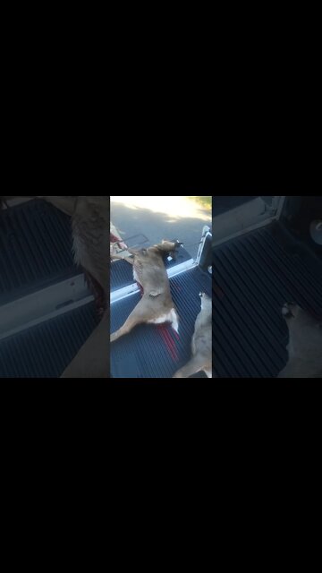 Meat in the freezer #deerhunting #deer #pennsylvaniadeerhunting #hunting