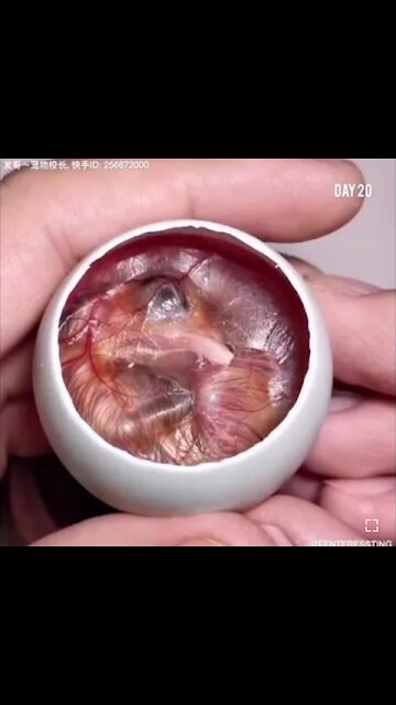 How A Chick Born From A Egg Interesting Video