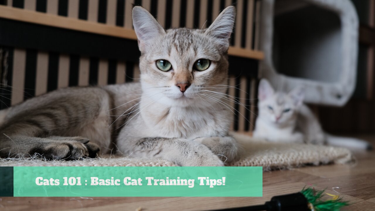 Cats 101 : Basic Cat Training Tips!