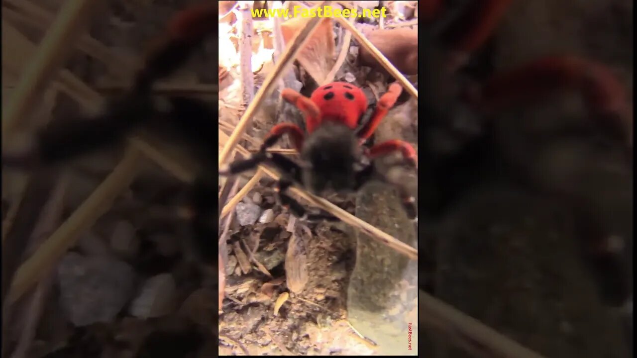 Red Spider You Will Never See