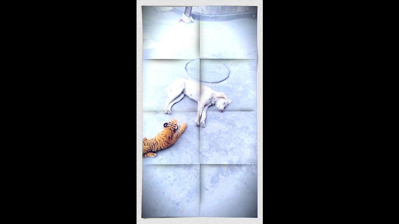 the tiger was not real dog