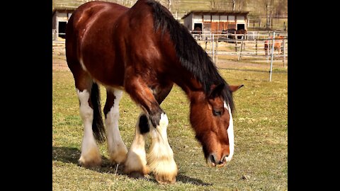 15 abnormally large animals that actually exist.