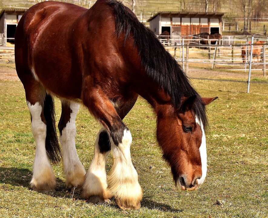 15 abnormally large animals that actually exist.