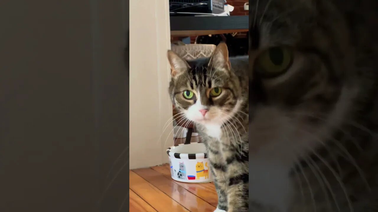 Being a Ninja Near my Cat but they Find Me 😸