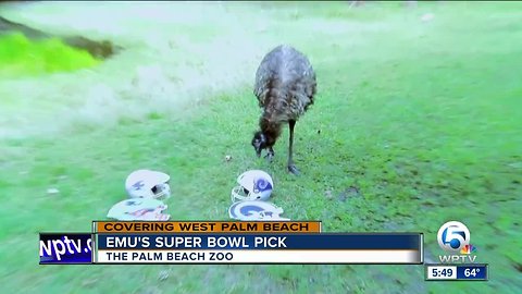 Daryl the Palm Beach Zoo's emu picks Super Bowl winner