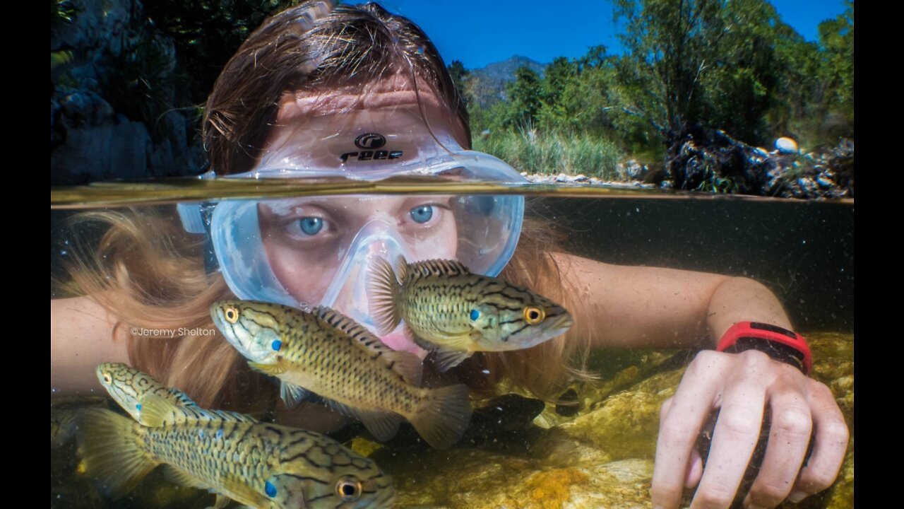 I've NEVER Seen This Many GIANT Bass in a POND