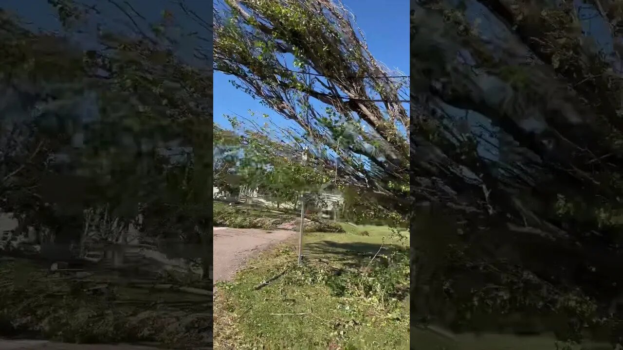 Trees Down after Hurricane Fiona